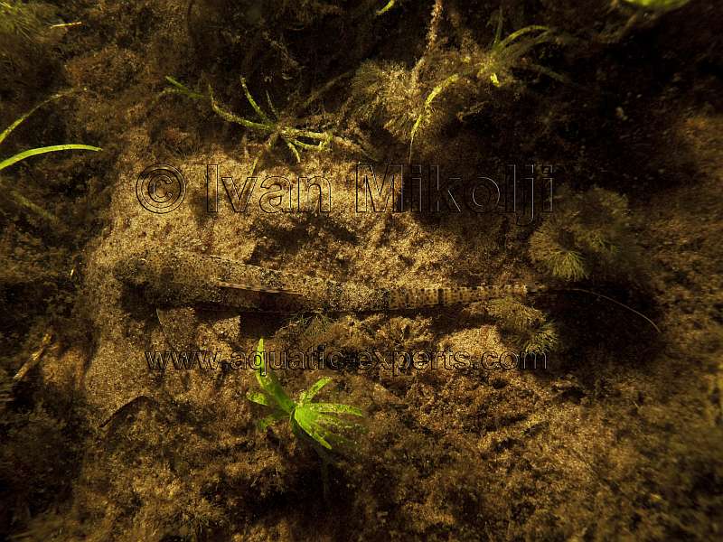 Rineloricaria